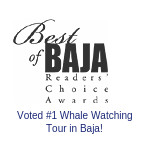 Best of Baja Reader's choice award